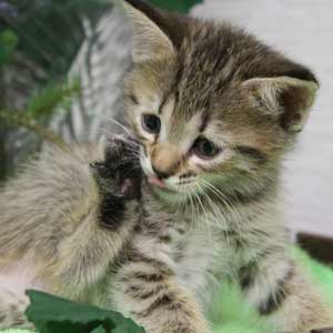 Katuysha (Катюша), кошки и котята Pixiebob (пиксибоб)