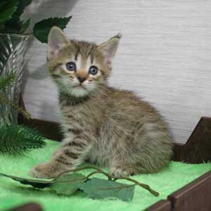 Katuysha (Катюша), кошки и котята Pixiebob (пиксибоб)