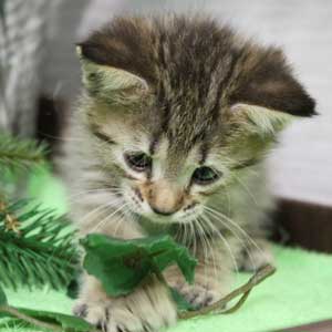 Katuysha (Катюша), кошки и котята Pixiebob (пиксибоб)