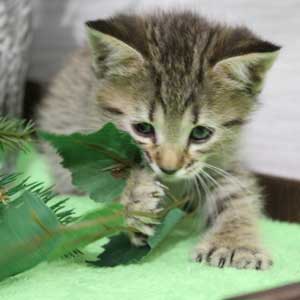 Katuysha (Катюша), кошки и котята Pixiebob (пиксибоб)