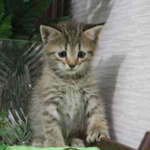 Katuysha (Катюша), кошки и котята Pixiebob (пиксибоб)