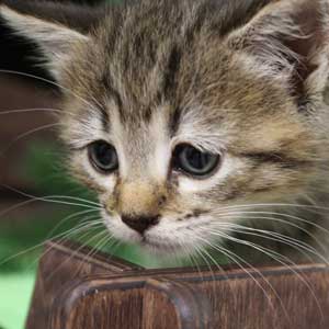 Koko Shanel (Коко Шанель), кошки и котята Pixiebob (пиксибоб)