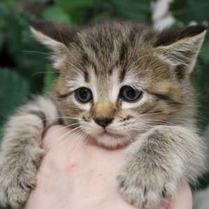 Koko Shanel (Коко Шанель), кошки и котята Pixiebob (пиксибоб)