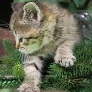 Koko Shanel (Коко Шанель), кошки и котята Pixiebob (пиксибоб)