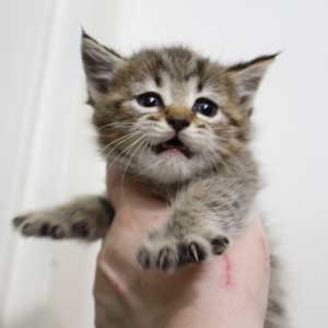 Koko Shanel (Коко Шанель), кошки и котята Pixiebob (пиксибоб)