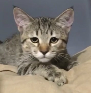 Koko Shanel (Коко Шанель), кошки и котята Pixiebob (пиксибоб)