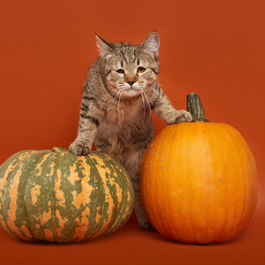 Koko Shanel (Коко Шанель), кошки и котята Pixiebob (пиксибоб)