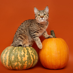 Koko Shanel (Коко Шанель), кошки и котята Pixiebob (пиксибоб)