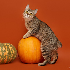 Koko Shanel (Коко Шанель), кошки и котята Pixiebob (пиксибоб)