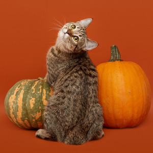 Koko Shanel (Коко Шанель), кошки и котята Pixiebob (пиксибоб)