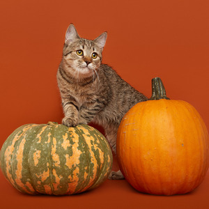 Koko Shanel (Коко Шанель), кошки и котята Pixiebob (пиксибоб)