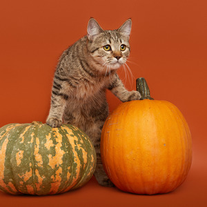 Koko Shanel (Коко Шанель), кошки и котята Pixiebob (пиксибоб)