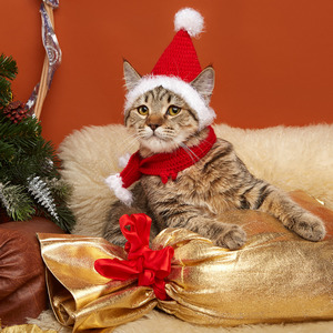 Koko Shanel (Коко Шанель), кошки и котята Pixiebob (пиксибоб)