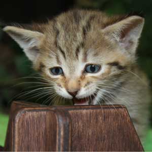 Krutoy (Крутой), кошки и котята Pixiebob (пиксибоб)