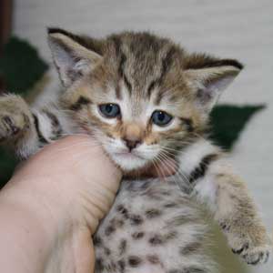 Krutoy (Крутой), кошки и котята Pixiebob (пиксибоб)