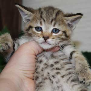 Krutoy (Крутой), кошки и котята Pixiebob (пиксибоб)