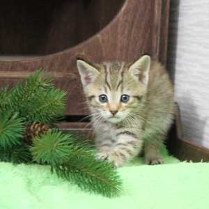 Krutoy (Крутой), кошки и котята Pixiebob (пиксибоб)