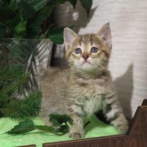 Krutyshka (Крутышка), кошки и котята Pixiebob (пиксибоб)
