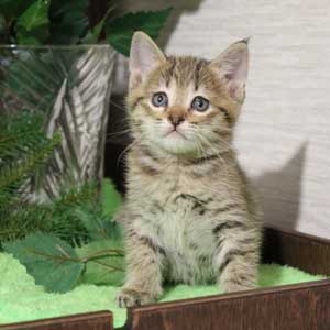 Krutyshka (Крутышка), кошки и котята Pixiebob (пиксибоб)