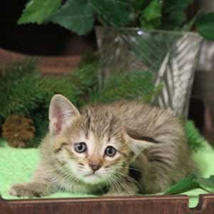 Krutyshka (Крутышка), кошки и котята Pixiebob (пиксибоб)
