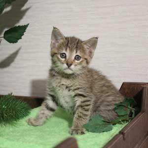 Krutyshka (Крутышка), кошки и котята Pixiebob (пиксибоб)