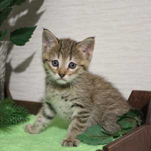 Krutyshka (Крутышка), кошки и котята Pixiebob (пиксибоб)