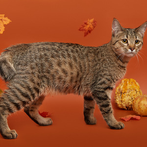Krutyshka (Крутышка), кошки и котята Pixiebob (пиксибоб)