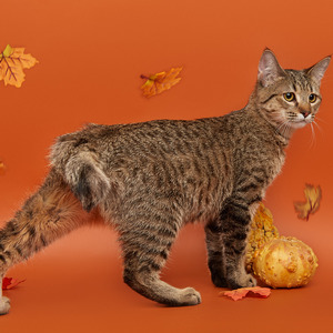 Krutyshka (Крутышка), кошки и котята Pixiebob (пиксибоб)