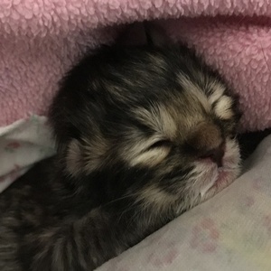 Taigan (Тайган), кошки и котята Pixiebob (пиксибоб)