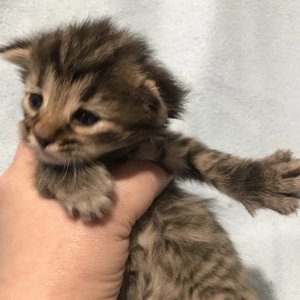 Taigan (Тайган), кошки и котята Pixiebob (пиксибоб)