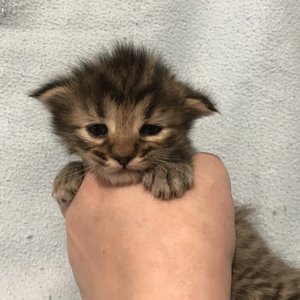 Taigan (Тайган), кошки и котята Pixiebob (пиксибоб)