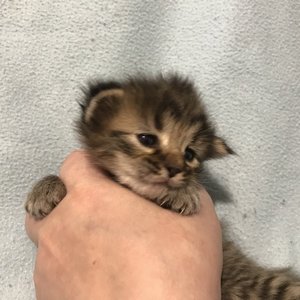 Taigan (Тайган), кошки и котята Pixiebob (пиксибоб)