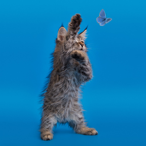 Taigan (Тайган), кошки и котята Pixiebob (пиксибоб)