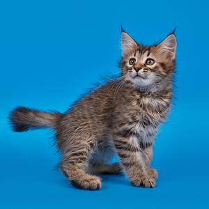 Taigan (Тайган), кошки и котята Pixiebob (пиксибоб)