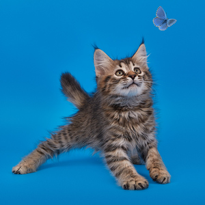 Taigan (Тайган), кошки и котята Pixiebob (пиксибоб)