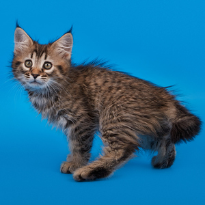 Taigan (Тайган), кошки и котята Pixiebob (пиксибоб)