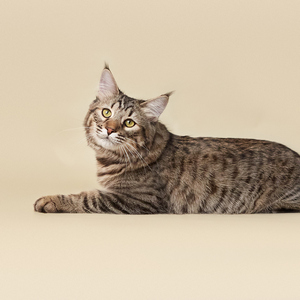 Taigan (Тайган), кошки и котята Pixiebob (пиксибоб)