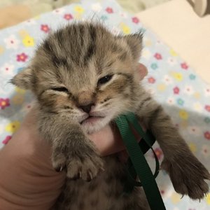 Chuk (Чук), кошки и котята Pixiebob (пиксибоб)