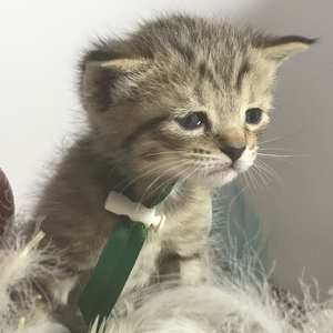 Chuk (Чук), кошки и котята Pixiebob (пиксибоб)
