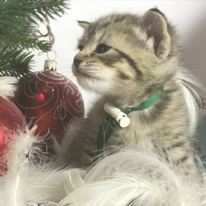 Chuk (Чук), кошки и котята Pixiebob (пиксибоб)