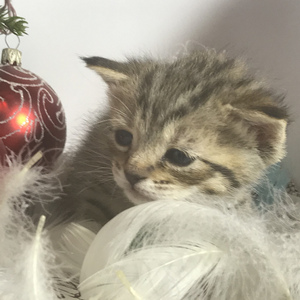 Chuk (Чук), кошки и котята Pixiebob (пиксибоб)