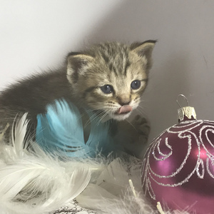 Chuk (Чук), кошки и котята Pixiebob (пиксибоб)