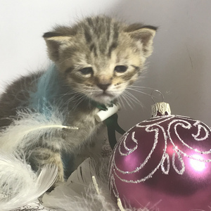 Chuk (Чук), кошки и котята Pixiebob (пиксибоб)