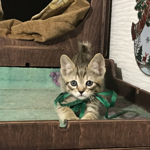 Chuk (Чук), кошки и котята Pixiebob (пиксибоб)