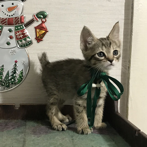 Chuk (Чук), кошки и котята Pixiebob (пиксибоб)