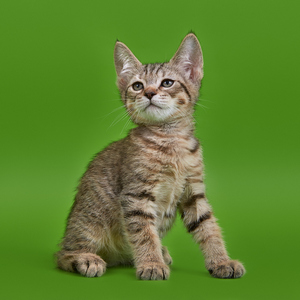Chuk (Чук), кошки и котята Pixiebob (пиксибоб)