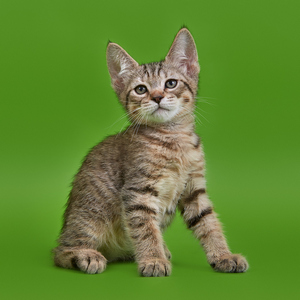 Chuk (Чук), кошки и котята Pixiebob (пиксибоб)