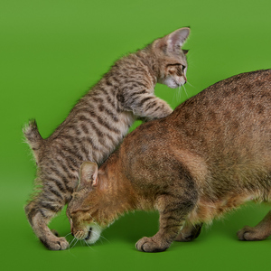 Chuk (Чук), кошки и котята Pixiebob (пиксибоб)