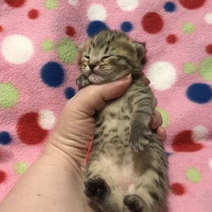 Kissme (Кисми), кошки и котята Pixiebob (пиксибоб)