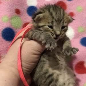 Kissme (Кисми), кошки и котята Pixiebob (пиксибоб)
